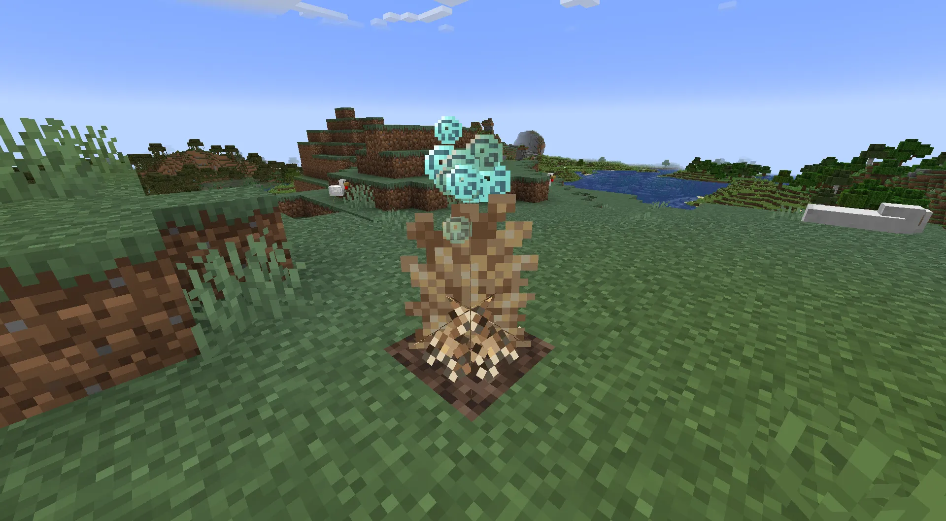 Coral Growth